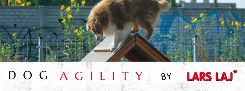 dog agility