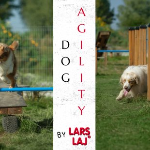 Agility: Trening og moro på hundens lekeplass